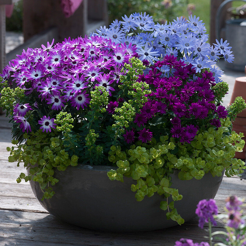 Cineraria Mix Flower Seeds