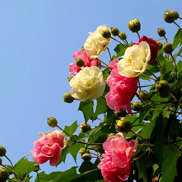 Tricolor Magic Garden Hibiscus
