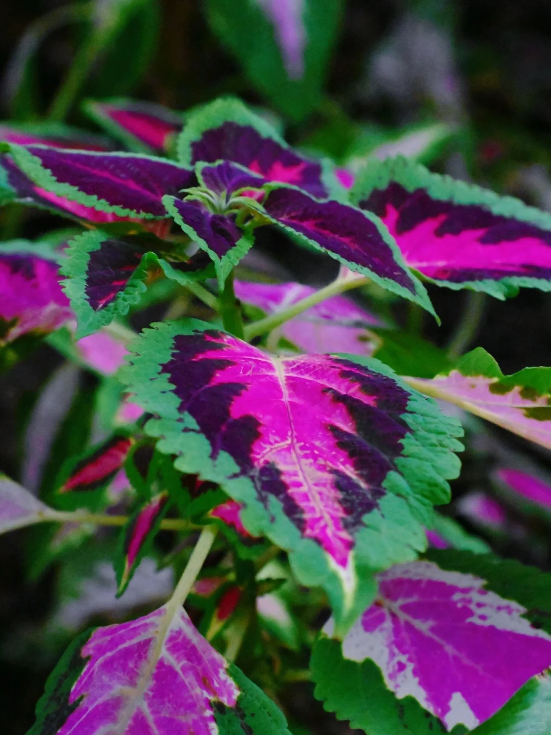 🌹🖤❤️ Dive into Opulence: Black & Red Splendid Rose of Sharon! 🌟🌿