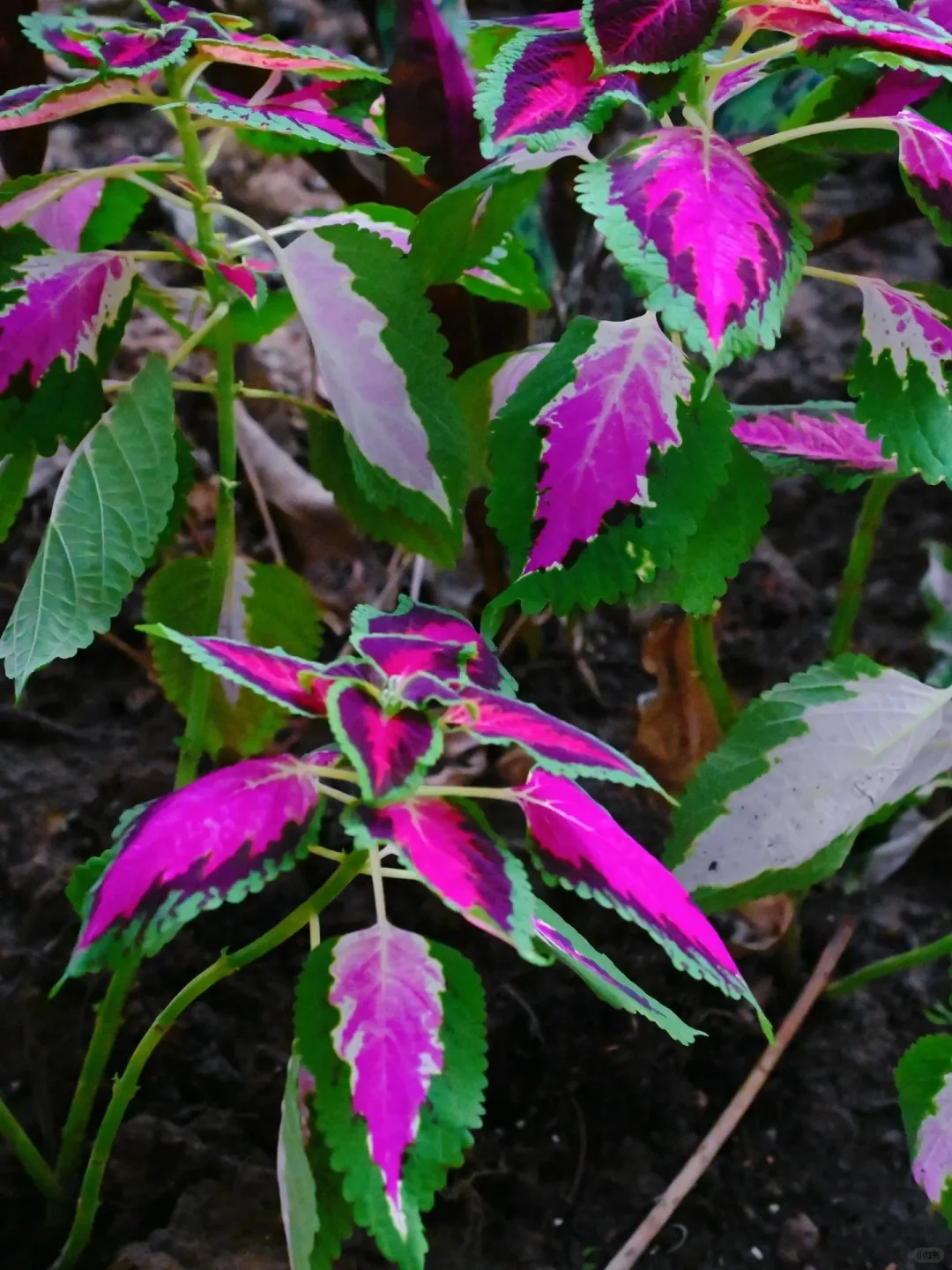 🌹🖤❤️ Dive into Opulence: Black & Red Splendid Rose of Sharon! 🌟🌿
