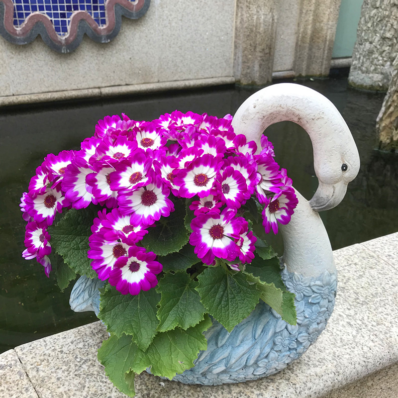 Cineraria Mix Flower Seeds