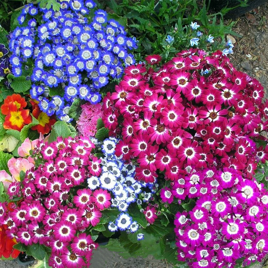 Cineraria Mix Flower Seeds