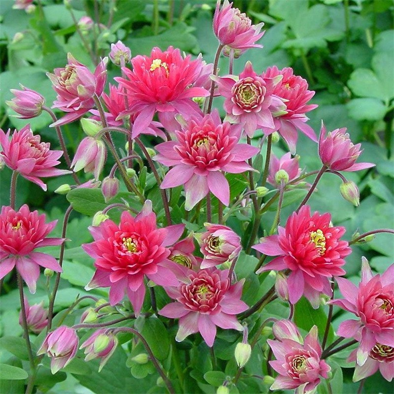 Cat's Paw Flowers Seeds