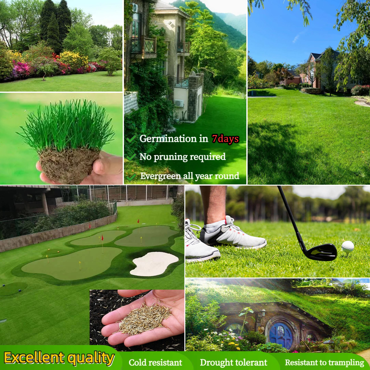🌱Evergreen lawn seeds for all seasons🍀