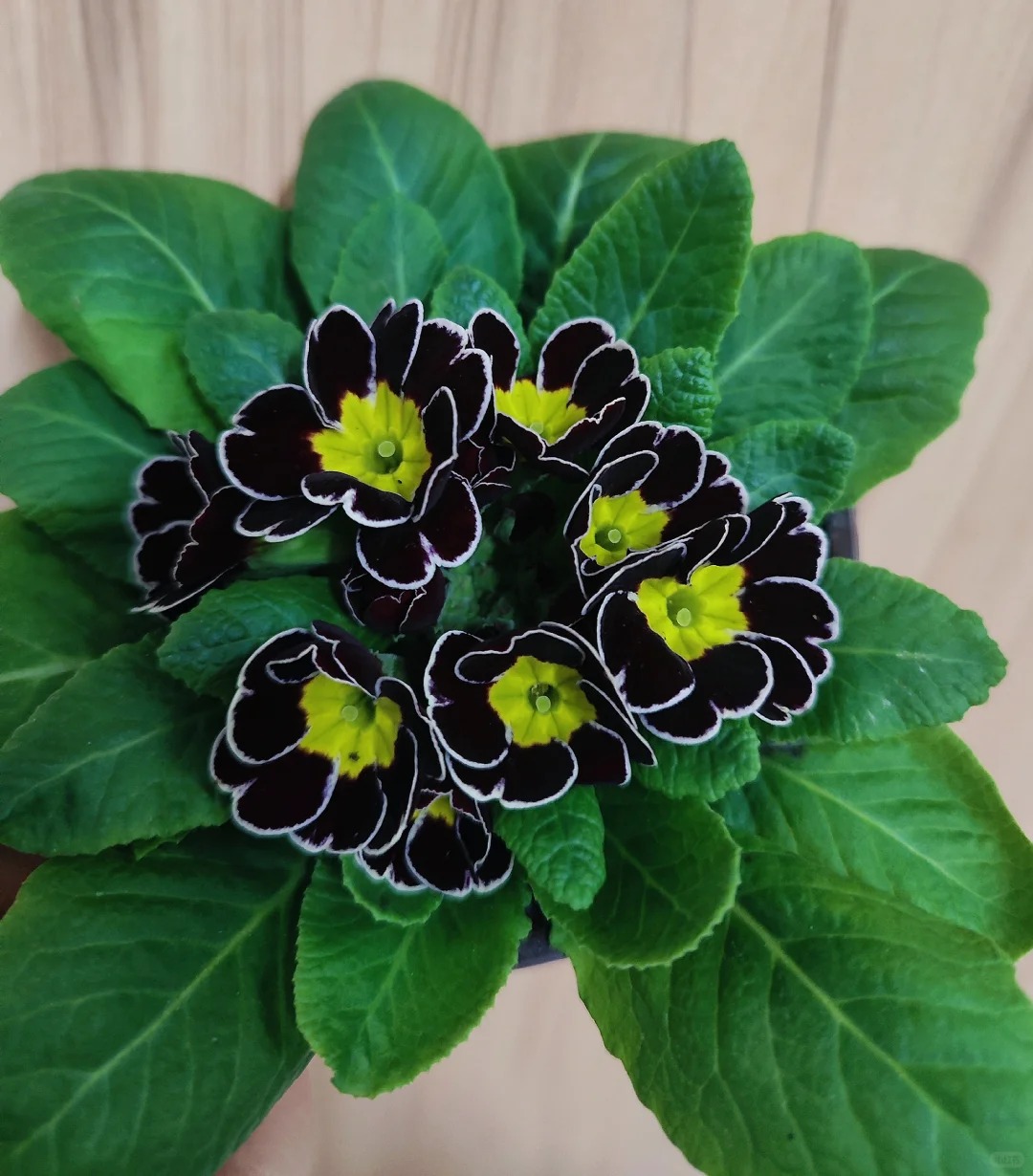 💐🌱One seed for one bouquet：💖Christmas Rose Seeds🌹