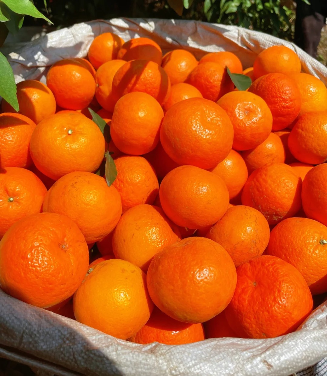 Seeds of rare citrus with thin skin and juicy flesh