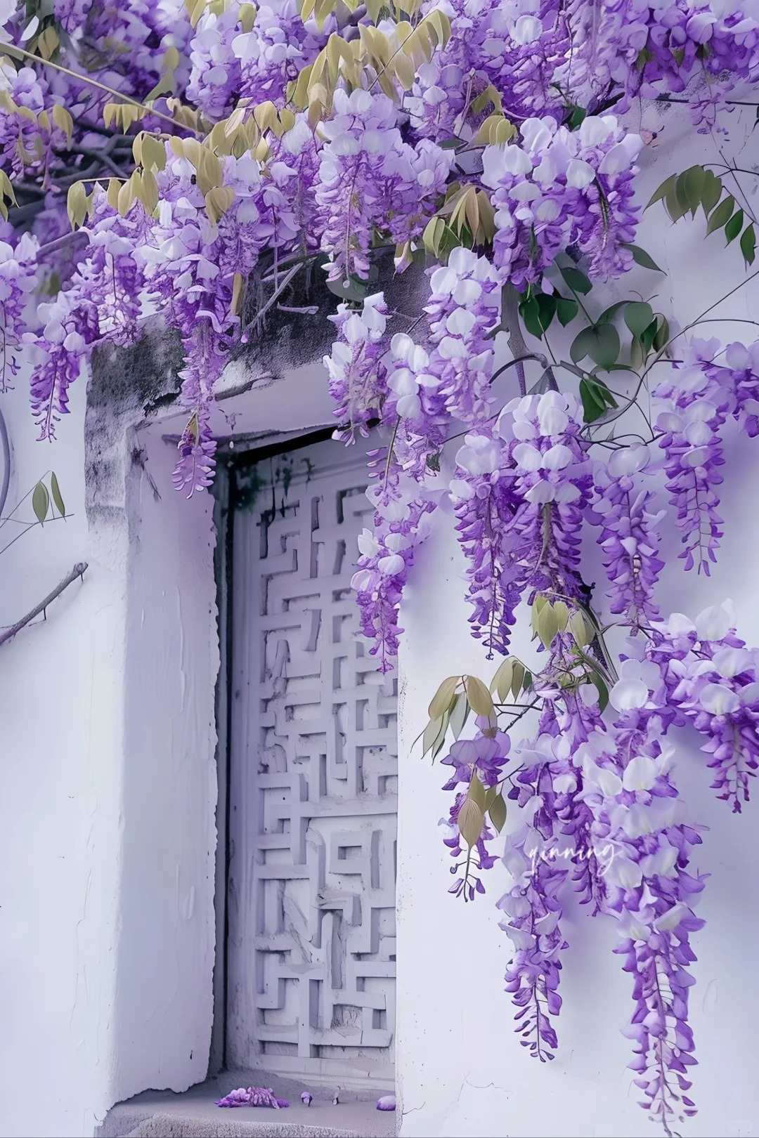 Wisteria Wonder: Nature's Cascading Beauty 💜🌸