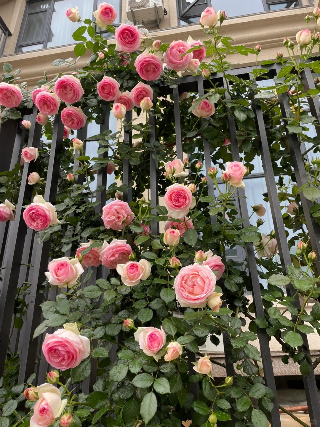 💥Gartenjuwel: 💐Mehrfarbige Kletterrose🌹✨40%OFF