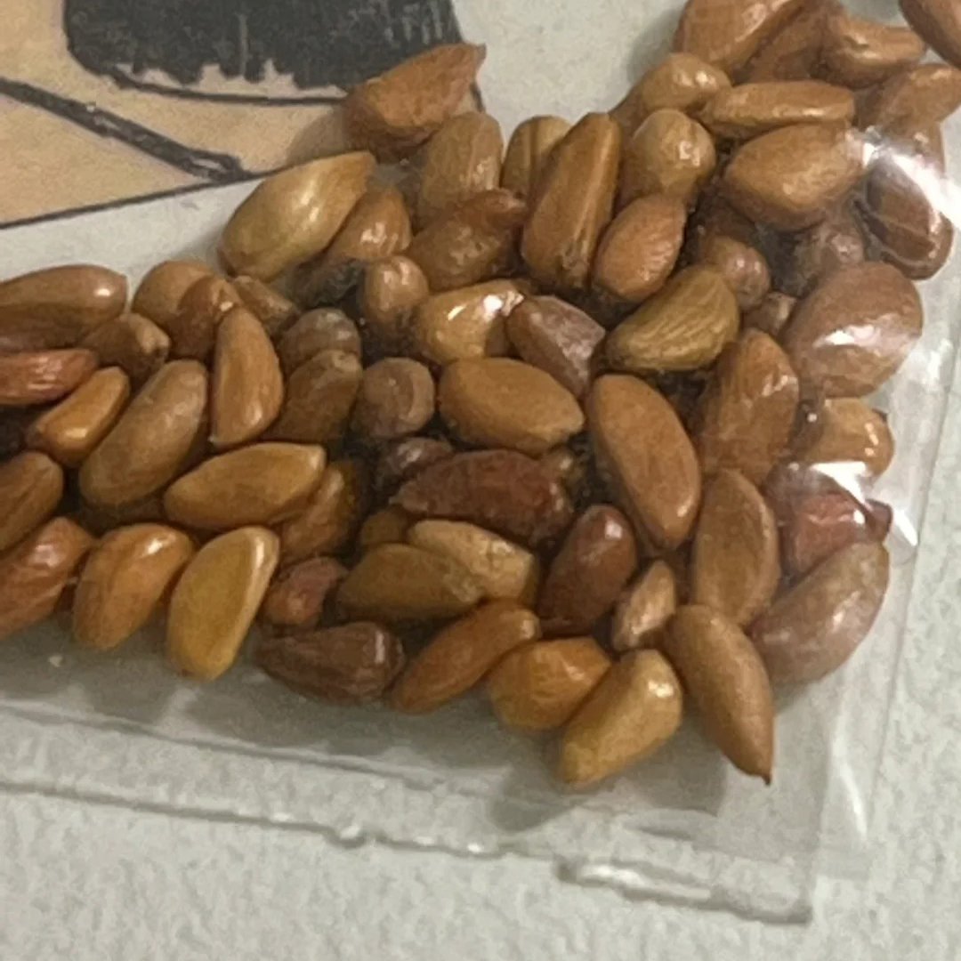 🔥Hot Sale🔥Climbing Rose Seeds