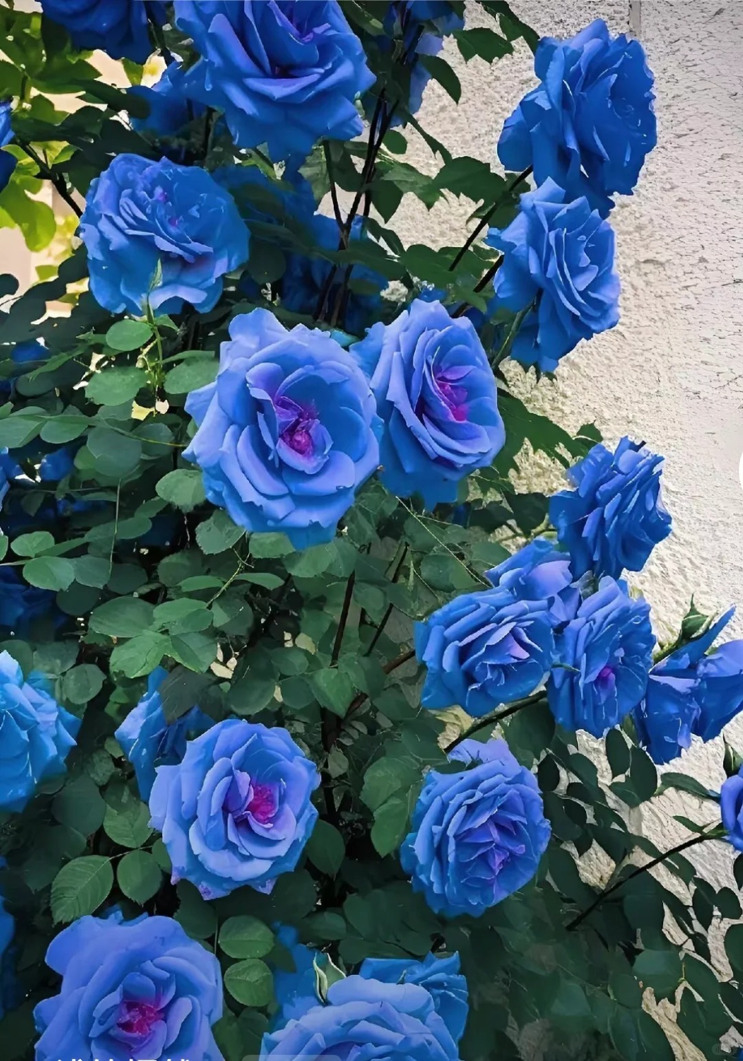 💥Gartenjuwel: 💐Mehrfarbige Kletterrose🌹✨40%OFF