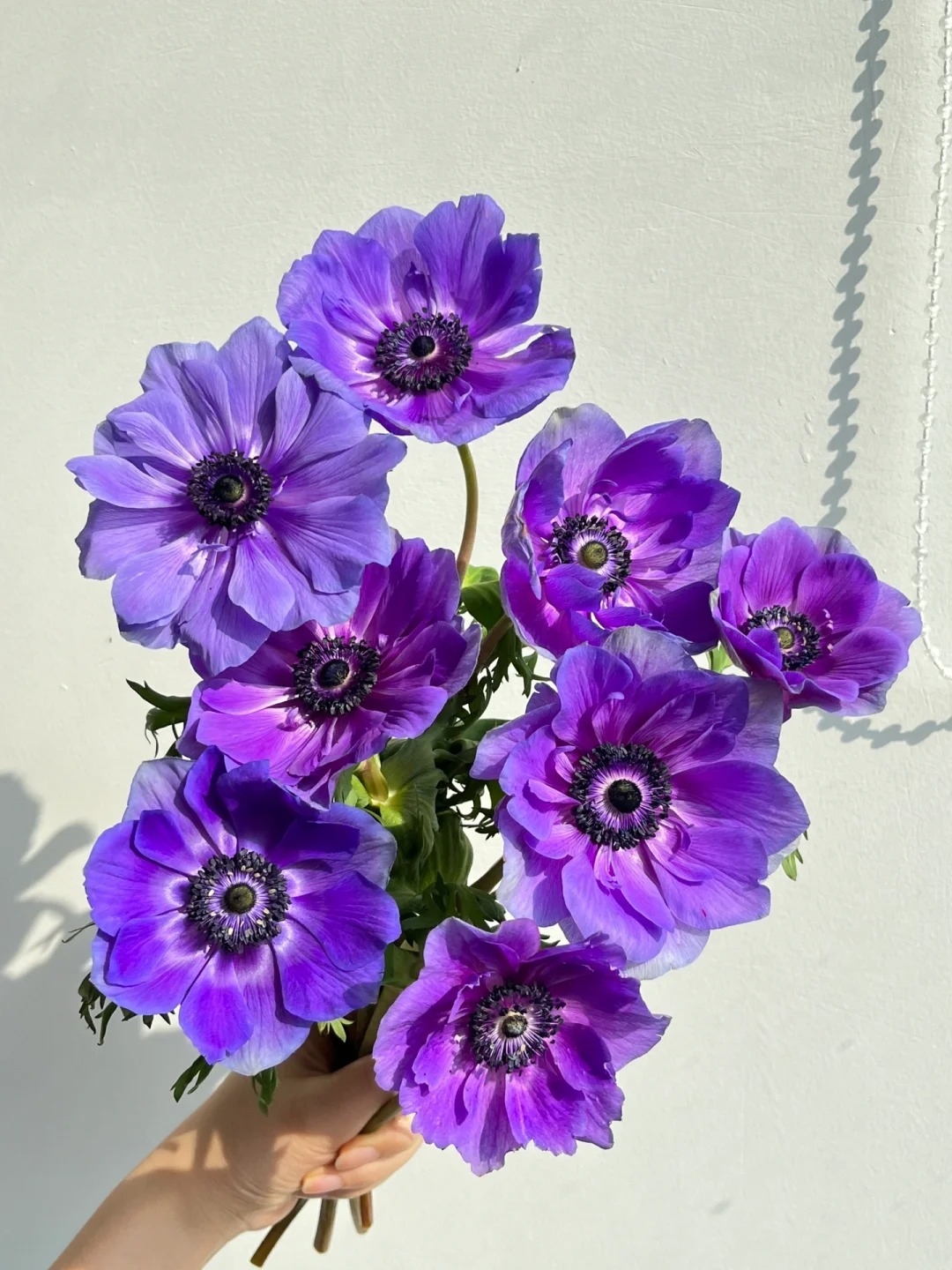 🌟 Discover the Beauty: Blue Purple Silver Lotus Flower for Your Garden Oasis! 🌸💜