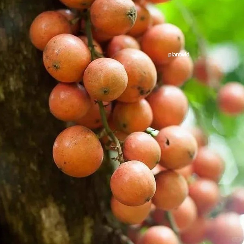 ⚡HOT SALE🔥Burmese Grape seeds🍇70% OFF❗
