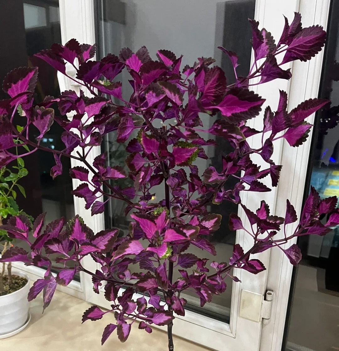 🌹🌟 Discover the Enchantment: Chinese Moonlit Rose of Sharon! 🌙🌸