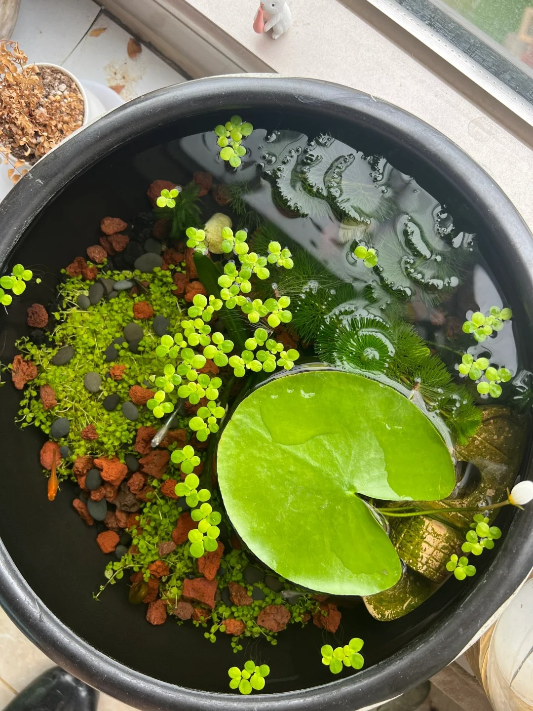 🌸🍃 Discover Nature's Elegance: One Leaf Lotus Seeds for Your Enchanted Garden! 🌟🌿