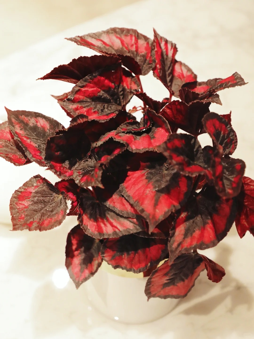 🍁🌿 Explore Nature's Beauty: Begonia grandis Product Overview and Planting Guide! 🌟🌱