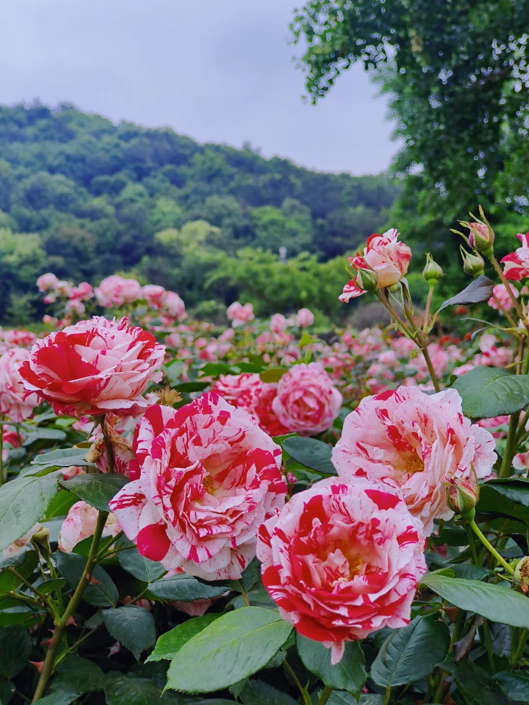✨Beautiful and easy-to-grow garden essentials：🌹Multivariable Rose🦋