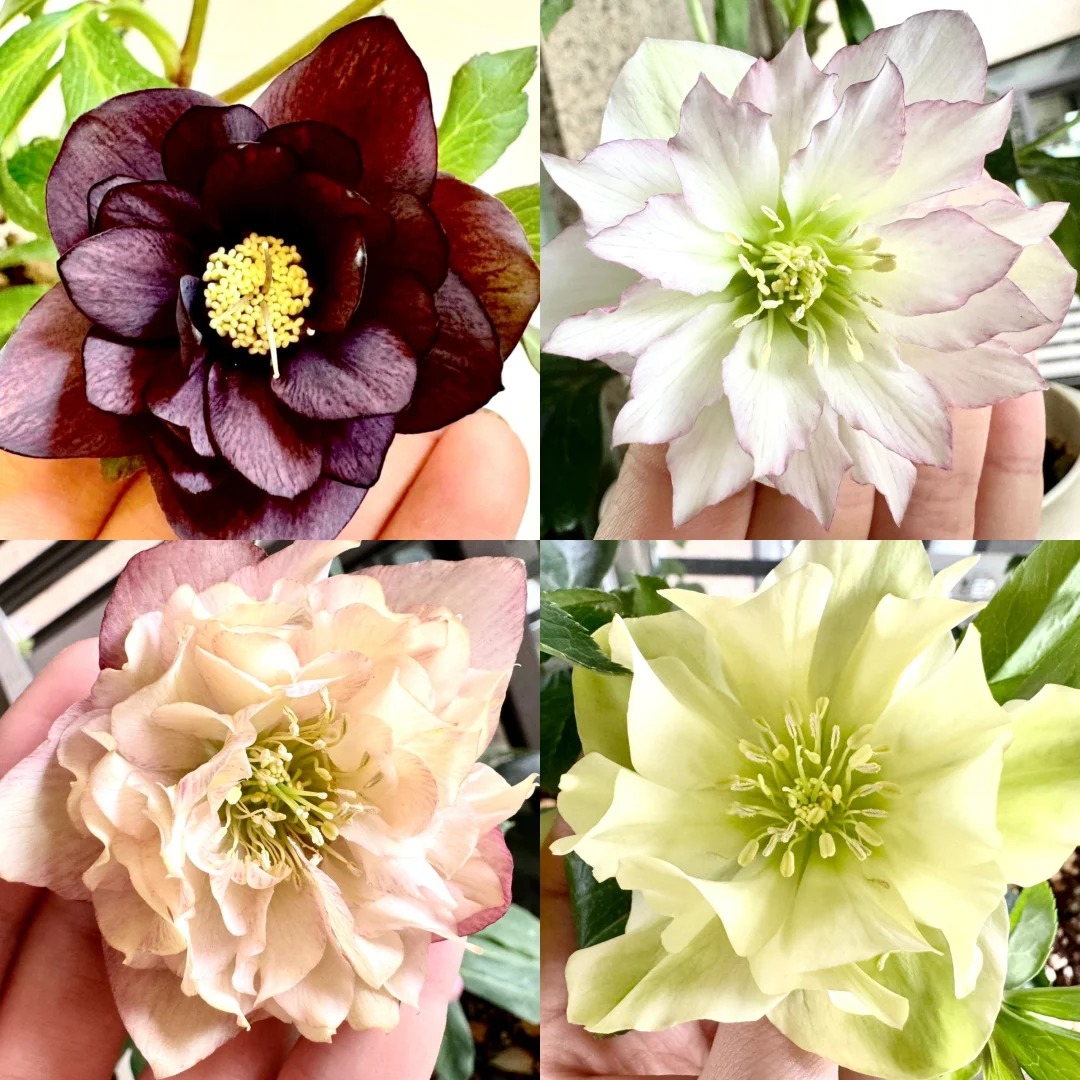 😘🌷Iron chopstick flower🌵36% OFF