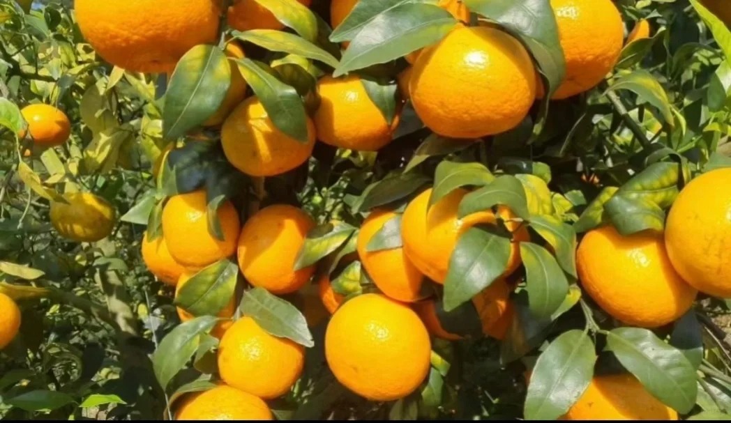 Seeds of rare citrus with thin skin and juicy flesh