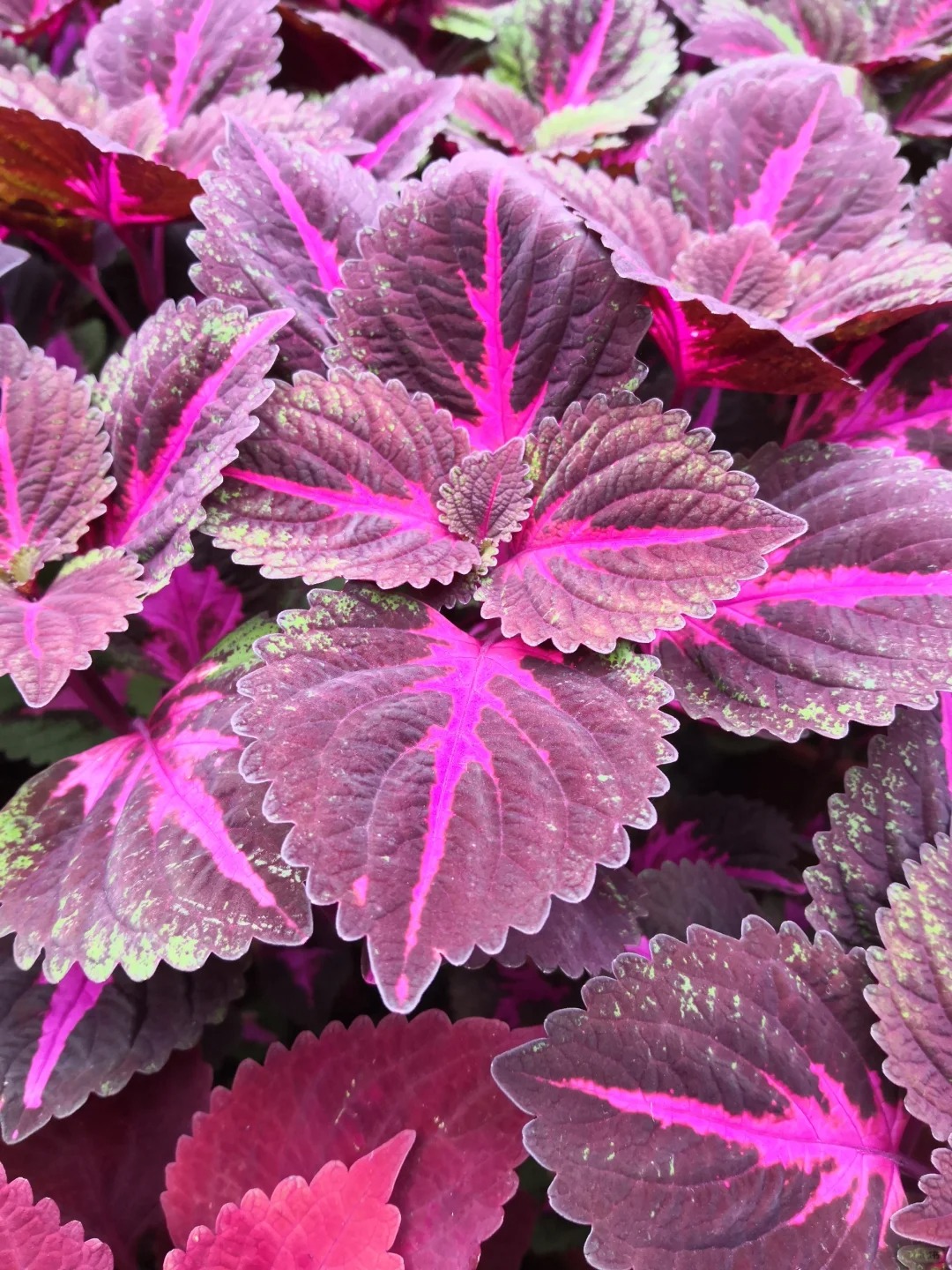 🌹🌟 Discover the Enchantment: Chinese Moonlit Rose of Sharon! 🌙🌸