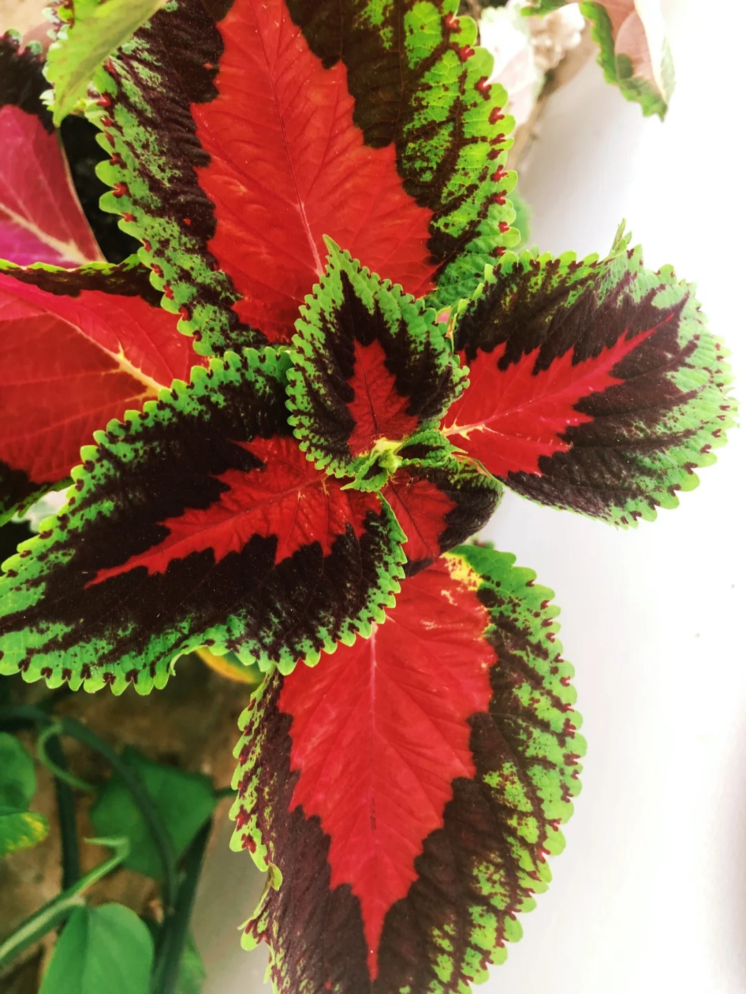 🌹🖤❤️ Dive into Opulence: Black & Red Splendid Rose of Sharon! 🌟🌿