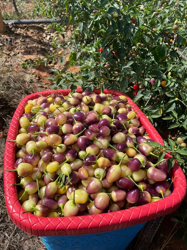 🫑Colorful pepper seeds