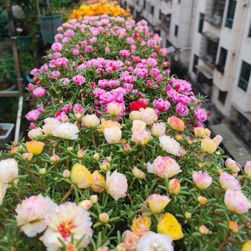 Double-petaled sunflower，plant them 🌱 and reap a garden full of flowers 🌸