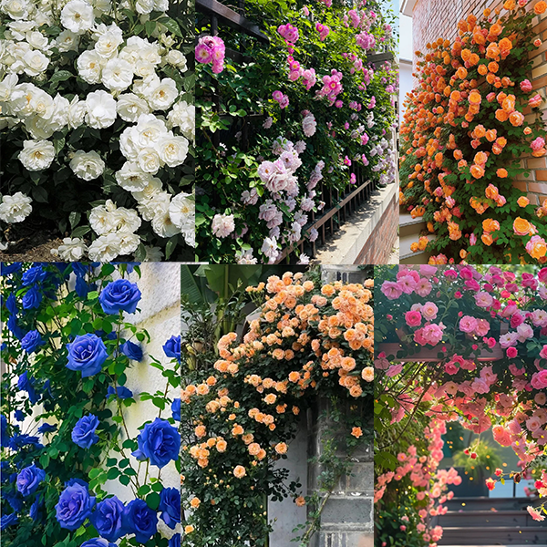 💥Gartenjuwel: 💐Mehrfarbige Kletterrose🌹✨40%OFF