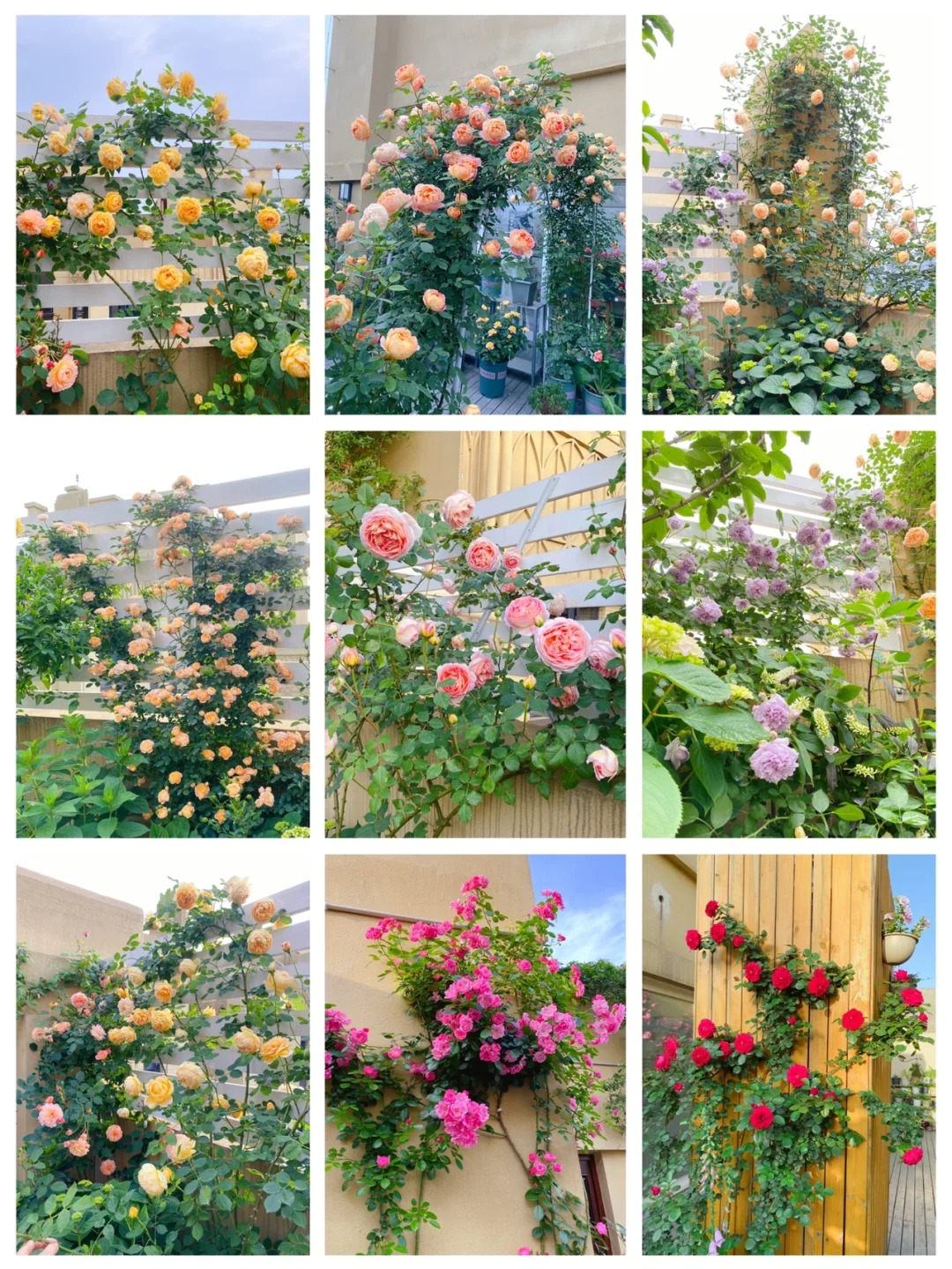 💥Gartenjuwel: 💐Mehrfarbige Kletterrose🌹✨40%OFF