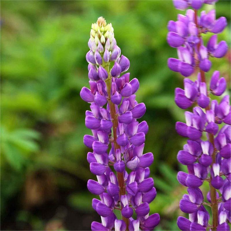 💞Mutterblume-Russell Lupin🎊💥Rabatte begrenzen