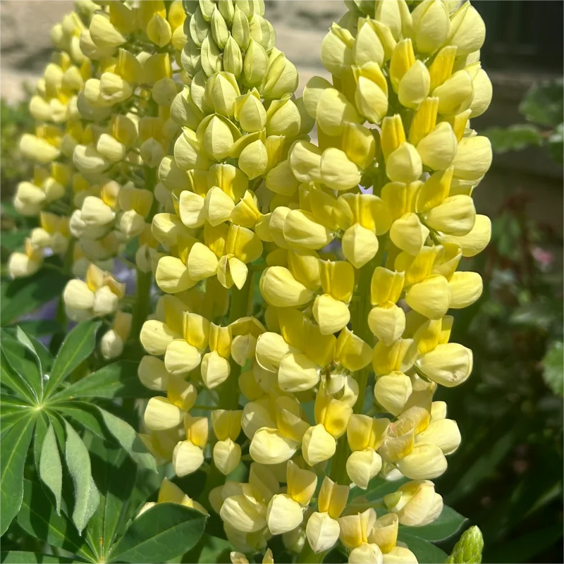 💞Mutterblume-Russell Lupin🎊💥Rabatte begrenzen