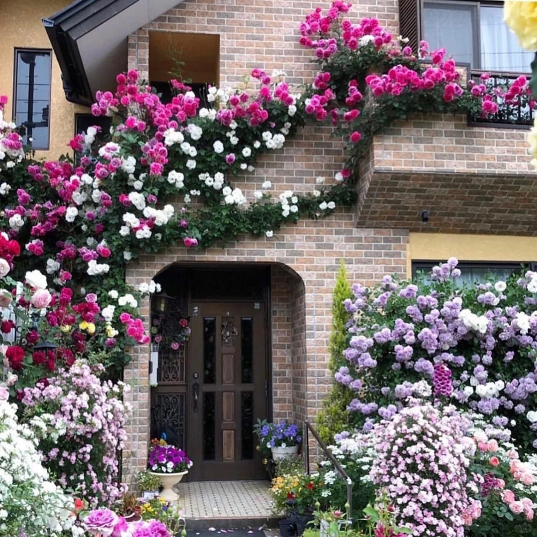 💥Gartenjuwel: 💐Mehrfarbige Kletterrose🌹✨40%OFF