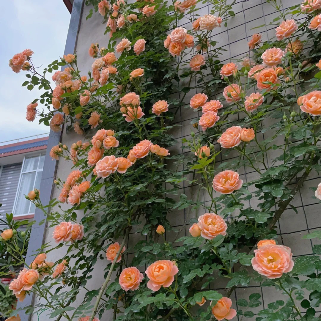 🔥Hot Sale🔥Climbing Rose Seeds