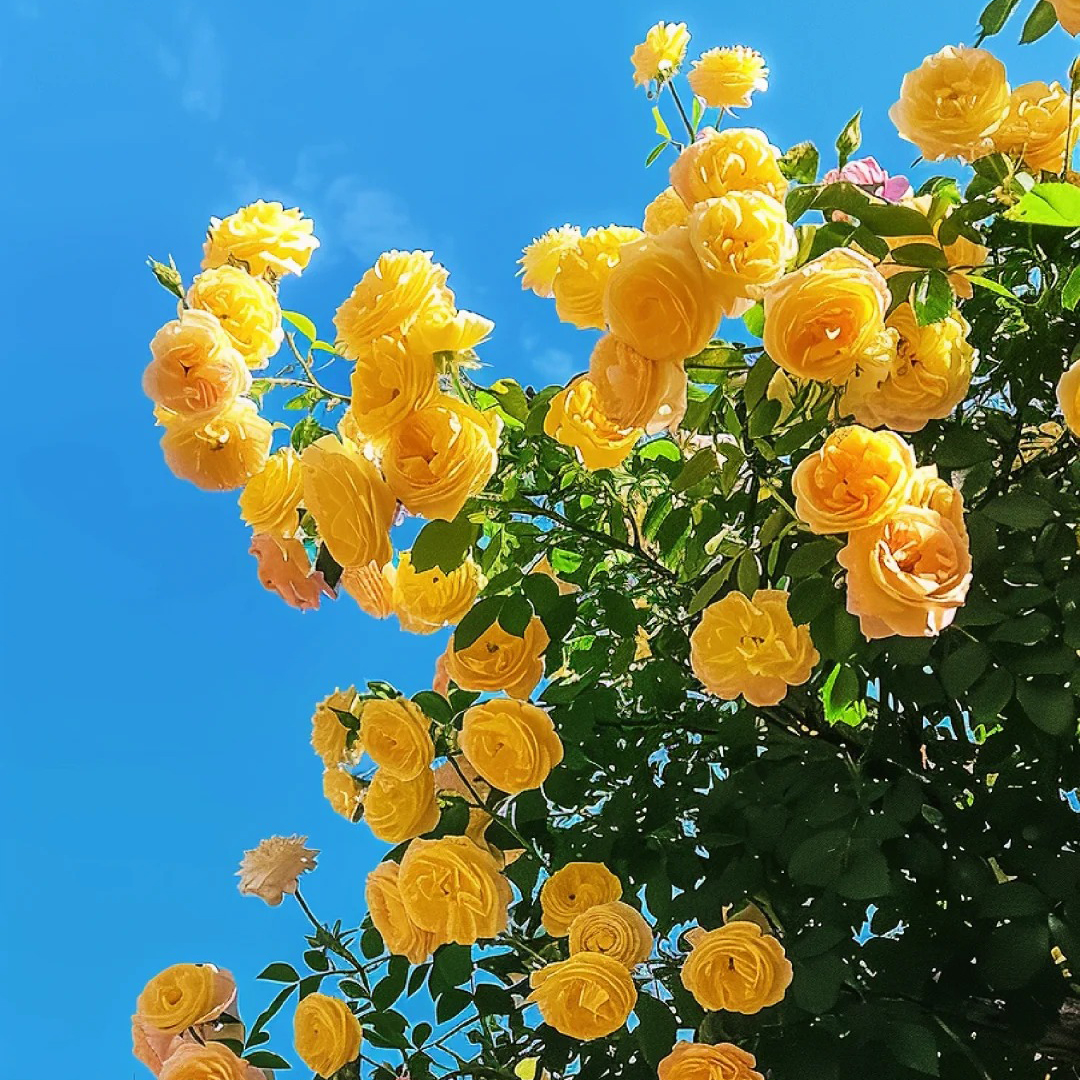 🔥Hot Sale🔥Climbing Rose Seeds