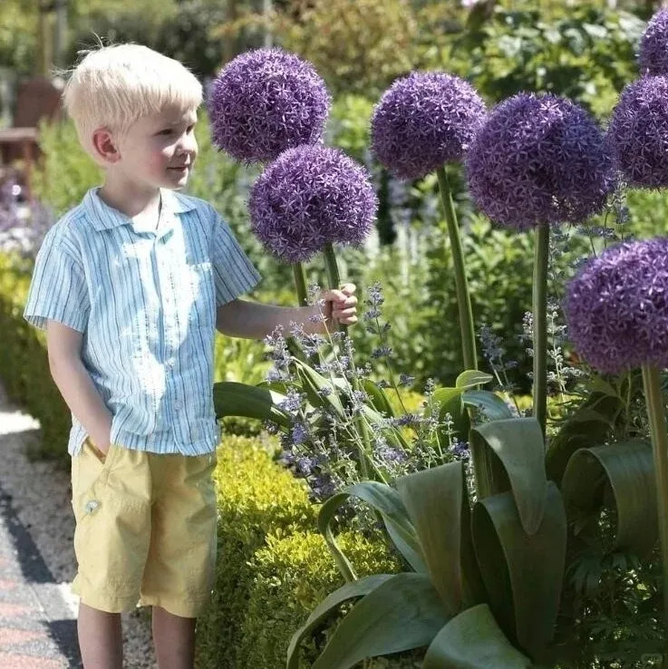 💐Garden Outdoor Giant Allium Giganteum Beautiful Flower Bulbs