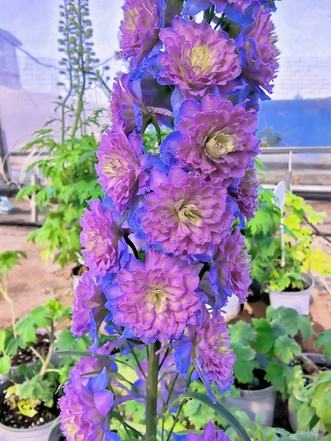 Gartenregenbogen: Mehrfarbige, doppeltblühende Schwalbenwurz