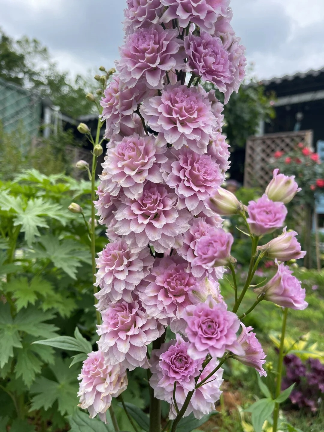 Gartenregenbogen: Mehrfarbige, doppeltblühende Schwalbenwurz