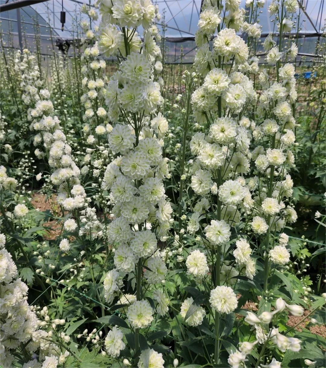 Gartenregenbogen: Mehrfarbige, doppeltblühende Schwalbenwurz