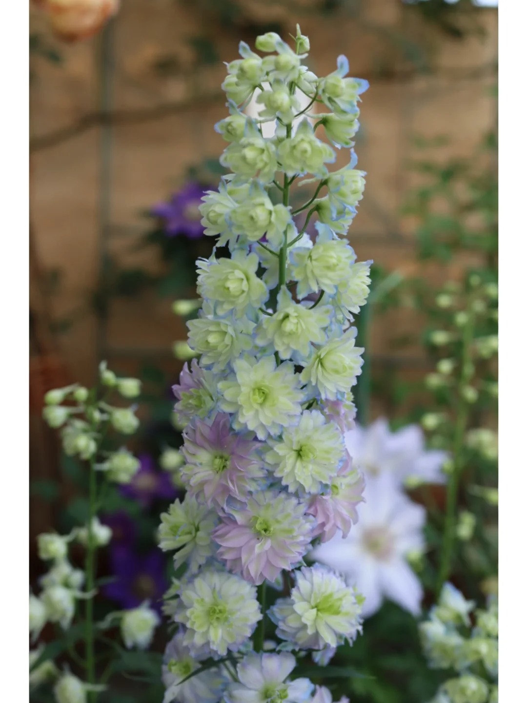 Gartenregenbogen: Mehrfarbige, doppeltblühende Schwalbenwurz