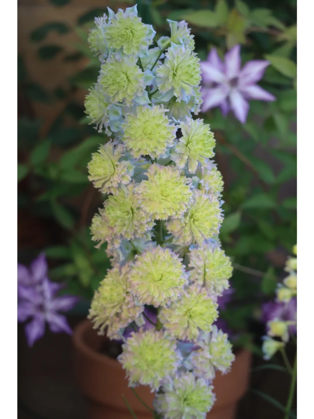 Gartenregenbogen: Mehrfarbige, doppeltblühende Schwalbenwurz