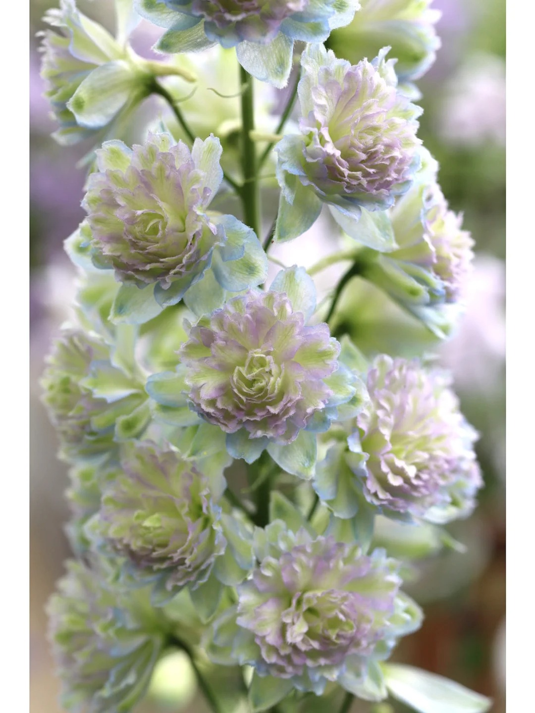 Gartenregenbogen: Mehrfarbige, doppeltblühende Schwalbenwurz