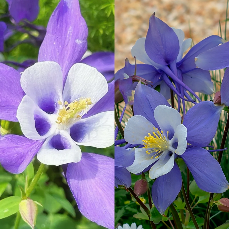 🌟Aquilegia-Samen💥50% Rabatt