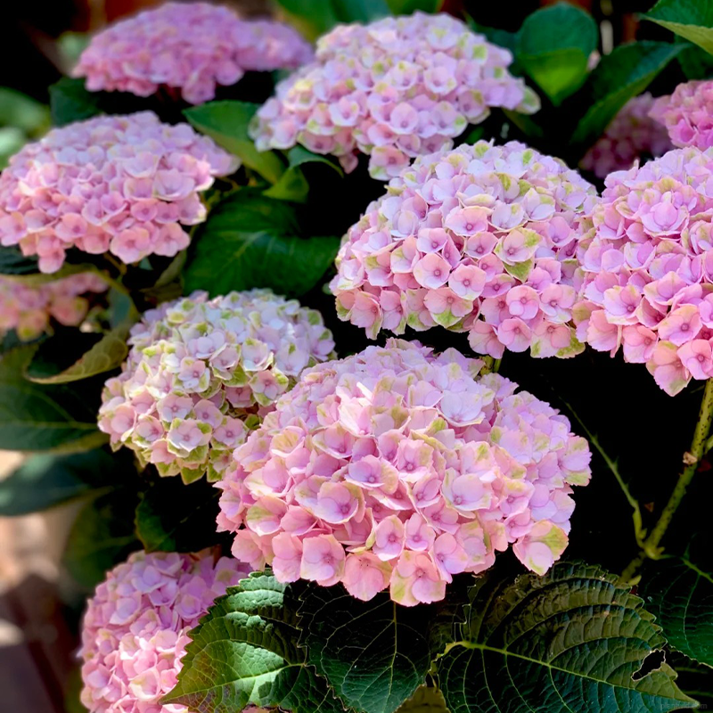 🔥HOT Sale 50% Off🔥🌺Hydrangea seeds🌺