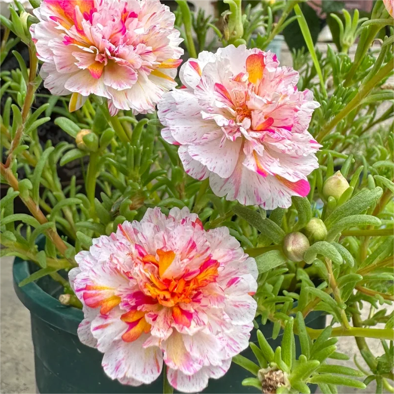 🌈Doppelblättrige Sonnenblume🌻Bringen Sie Ihren Garten zum Strahlen✨