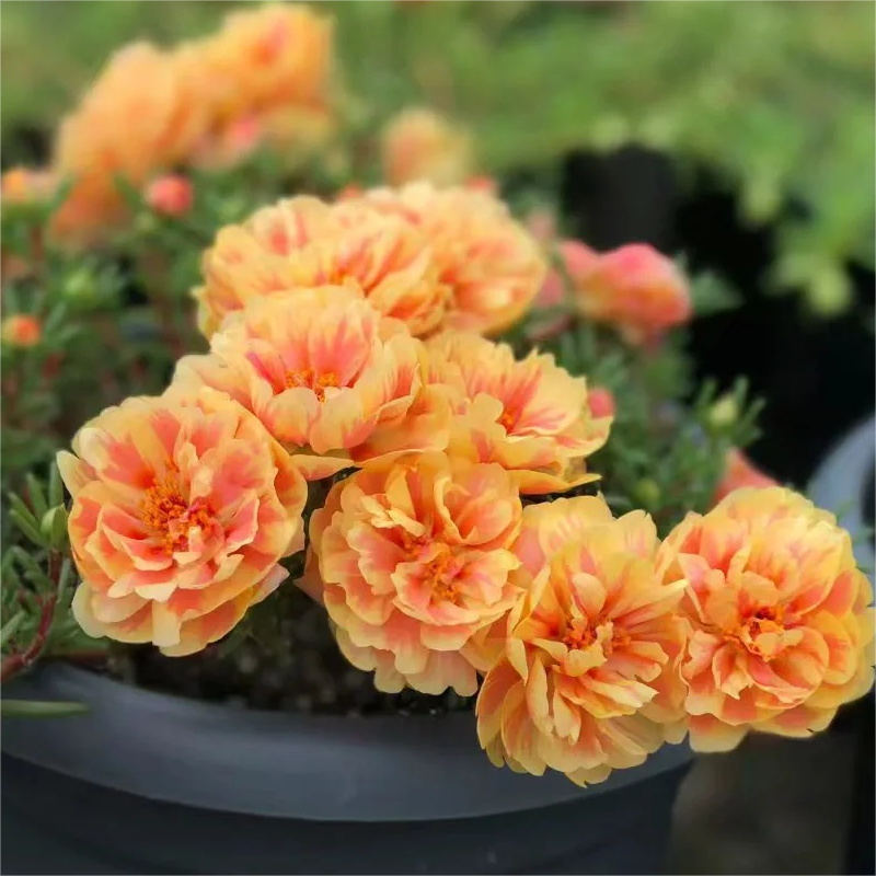 🌈Doppelblättrige Sonnenblume🌻Bringen Sie Ihren Garten zum Strahlen✨