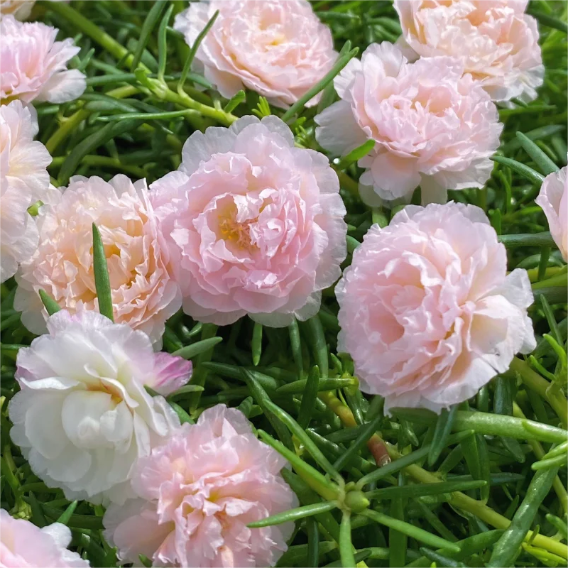 🌈Doppelblättrige Sonnenblume🌻Bringen Sie Ihren Garten zum Strahlen✨