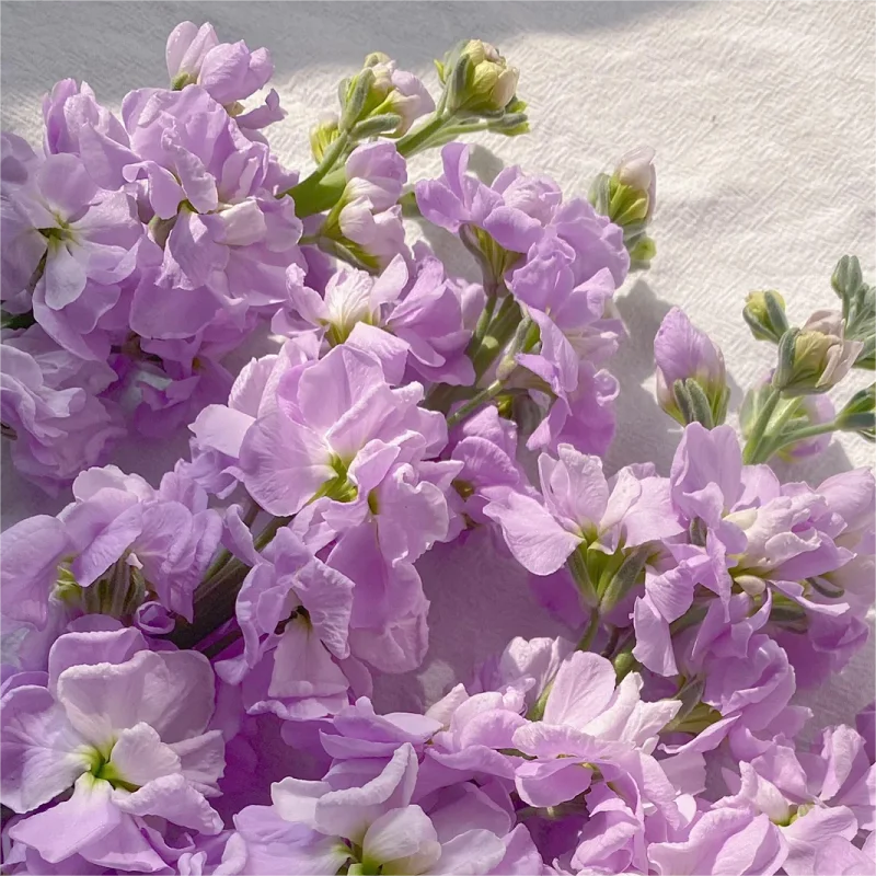 🌈Eternal love - Violet✨Decorate Your Garden🌸