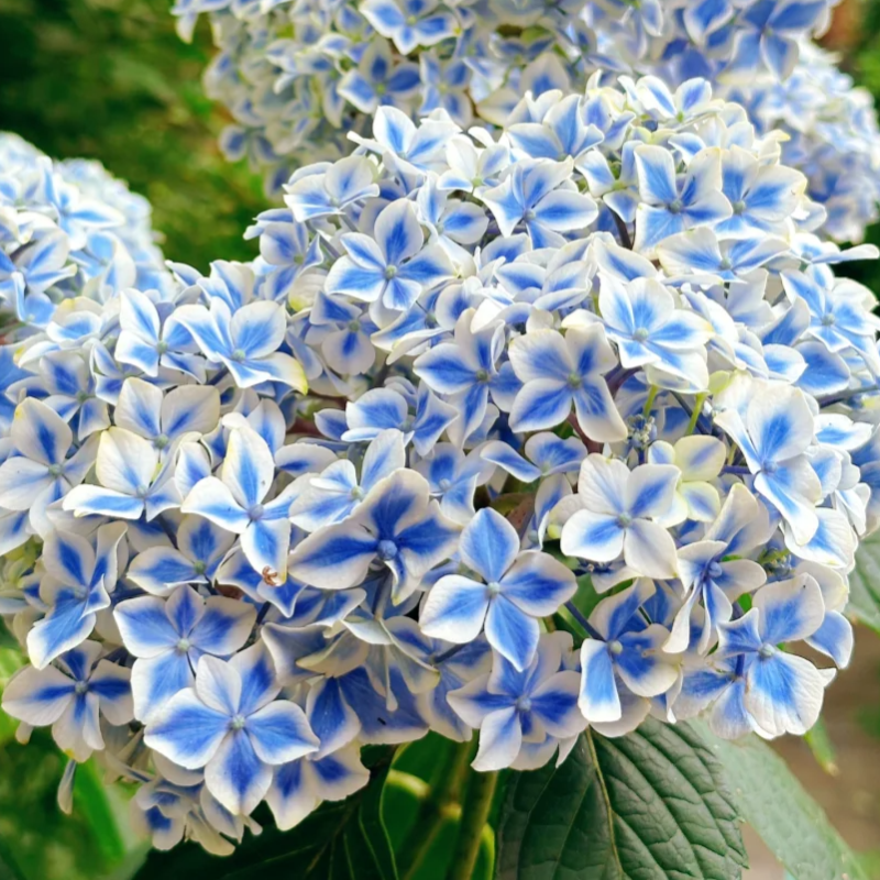 🍀Schönheit der Natur🌈Traum Hortensien Samen🌟Heilen Sie jeden Tag