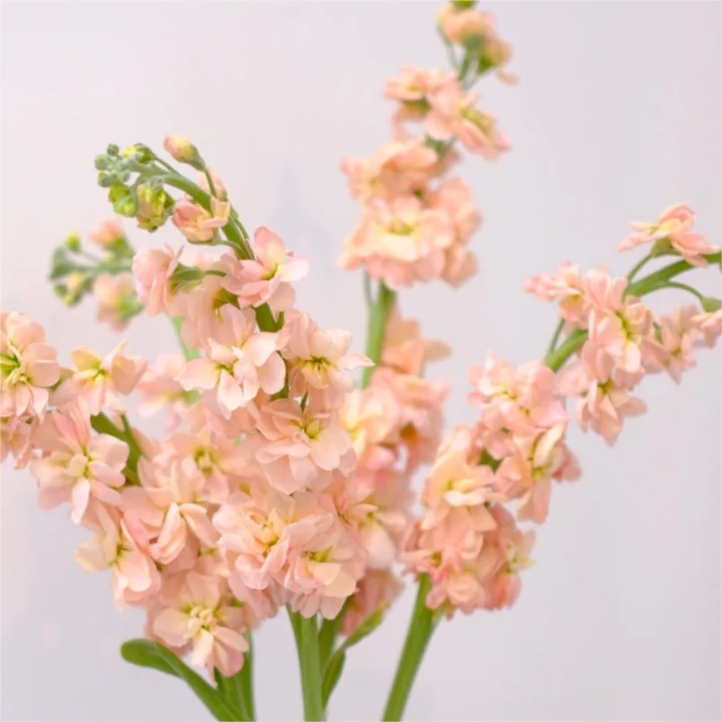 🌈Eternal love - Violet✨Decorate Your Garden🌸