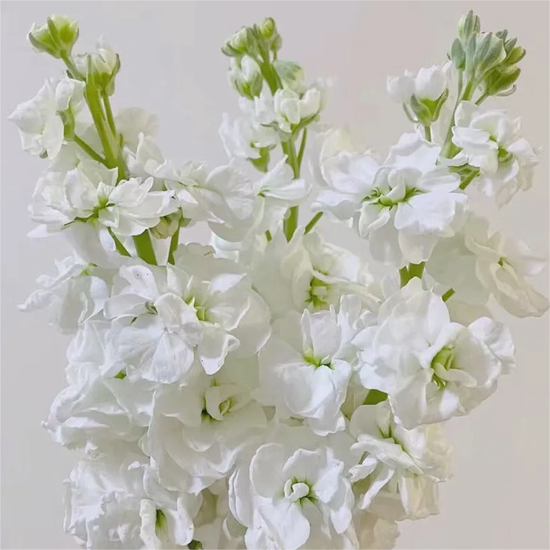 🌈Eternal love - Violet✨Decorate Your Garden🌸