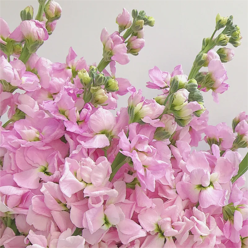 🌈Eternal love - Violet✨Decorate Your Garden🌸